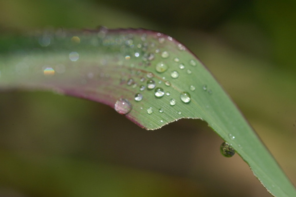 water drop close up - Photo, Image