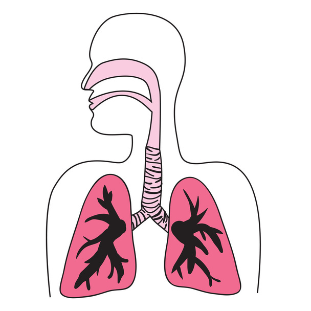 Систему дихальних шляхів людини діаграма - Вектор, зображення