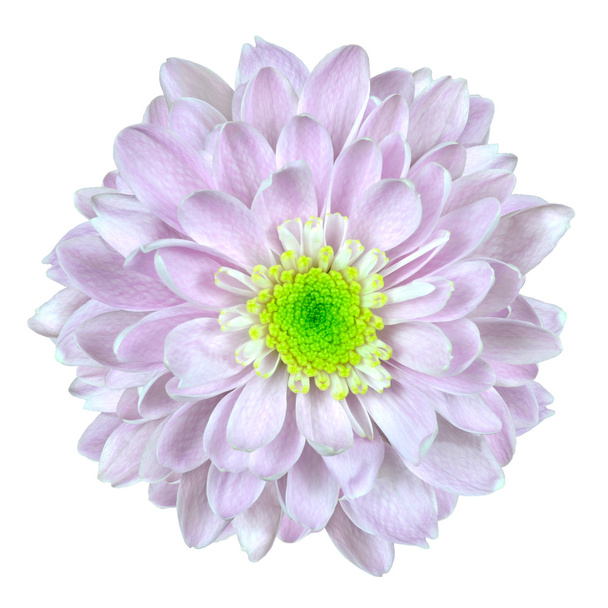 Розово-белый цветок Илии Изолирован на белом
 - Фото, изображение