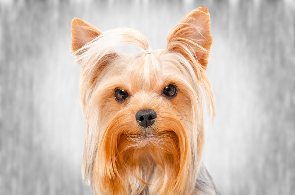 Portrait of Yorkshire Terrier - Zdjęcie, obraz