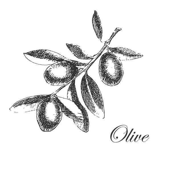 vector hand drawn olive branch. detailed sketch illustration - Vektori, kuva