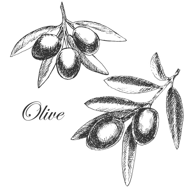 vector hand drawn olive branch. detailed sketch illustration - Vettoriali, immagini