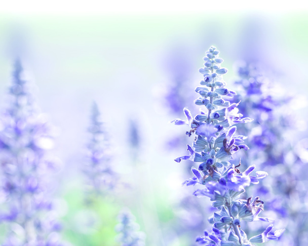 クローズ アップ庭園、セージの植物 (la で美しい紫の青い花 - 写真・画像