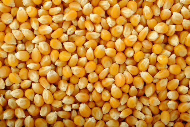 Semillas de maíz fondo
 - Foto, Imagen