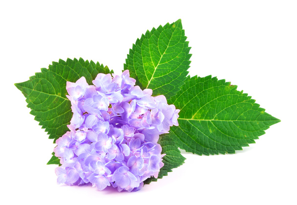 сладкий фиолетовый синий гортензии цветы на белом фоне
 - Фото, изображение