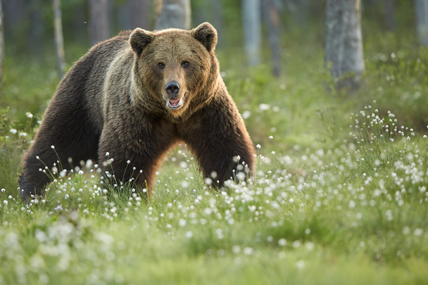 gros ours brun mâle sauvage regardant directement la caméra
 - Photo, image