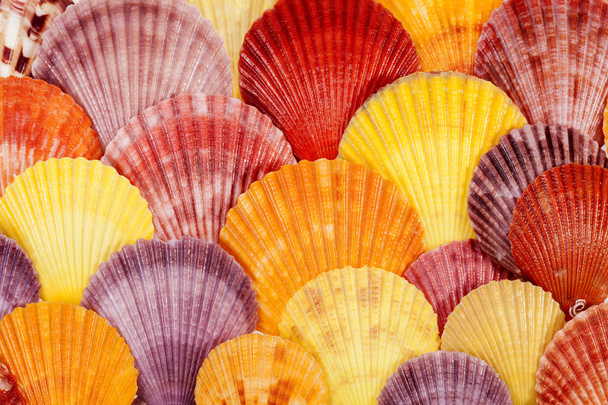 background with colorful sea shells of mollusks, close up. - Photo, Image
