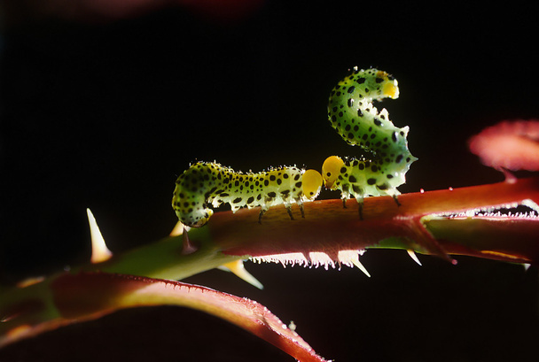 Caterpillars couple - Photo, Image
