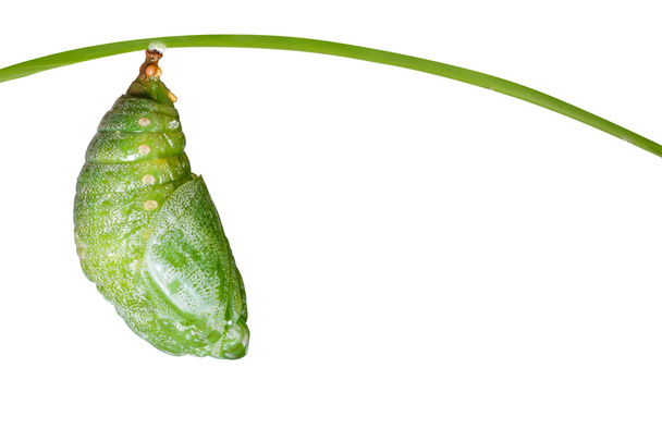 Isolated pupa of Tawny Rajah butterfly  - Photo, Image