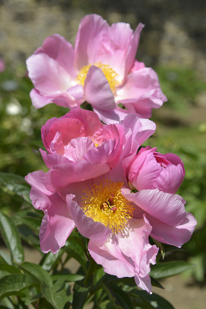 Flores de peonías chinas rosadas
 - Foto, Imagen