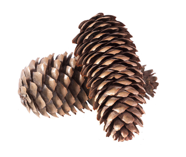 Two fir cones on a white background - Foto, imagen