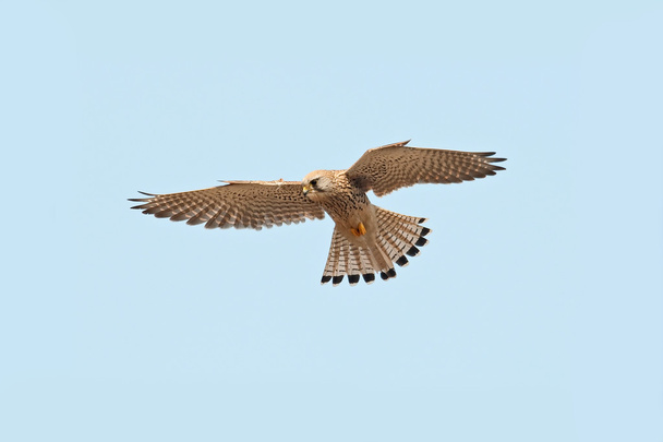 Cestrel común (Falco tinnunculus) - Foto, imagen