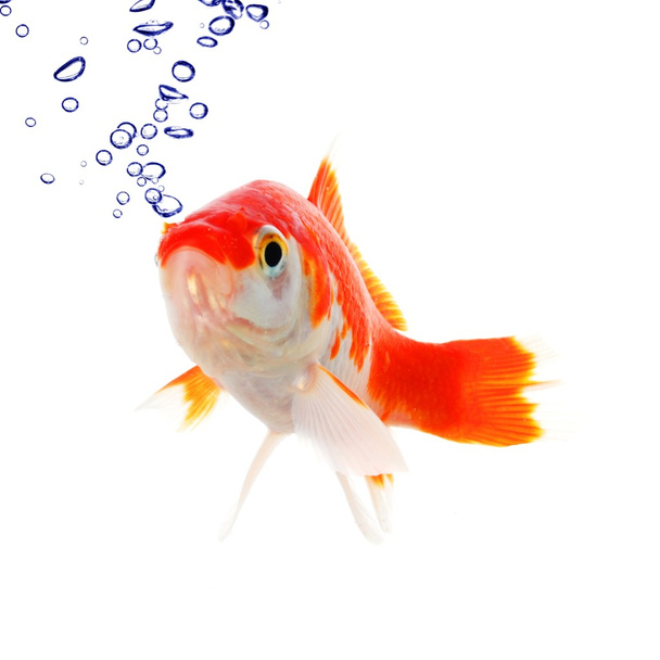 Золотая рыбка и пузыри
 - Фото, изображение