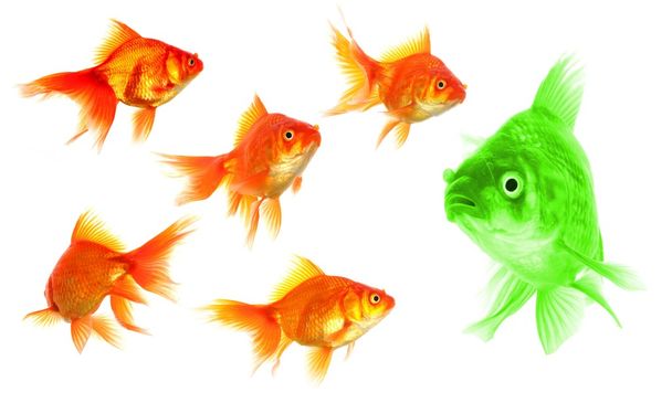 Individual goldfish - Photo, Image