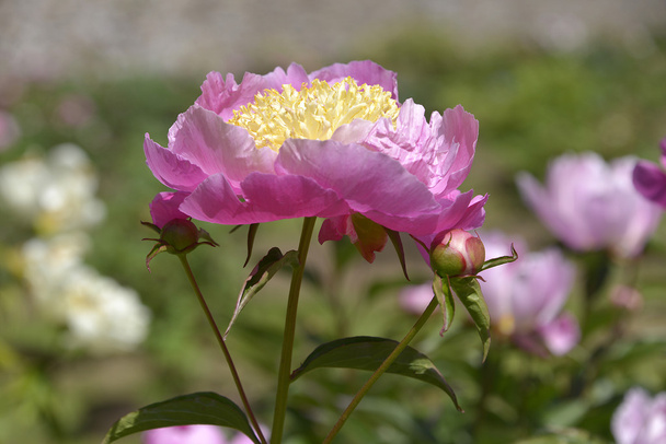 Kwiat różowy piwonia chińska - Zdjęcie, obraz