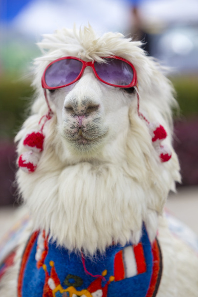 Lama branco usando óculos de sol e um cachecol colorido, Peru
 - Foto, Imagem
