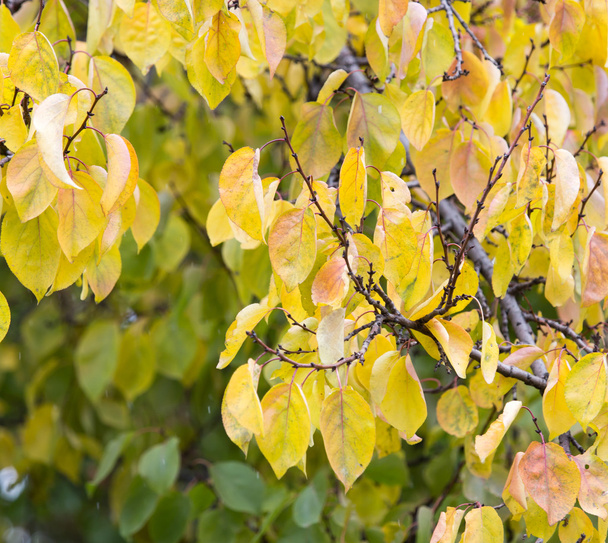 yellow leaves on the tree in autumn - 写真・画像