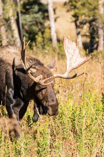 Shiras Moose Bull - Foto, afbeelding
