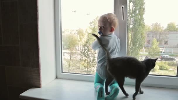 自宅の窓の近くに座って黒い猫の小さな男の子 - 映像、動画