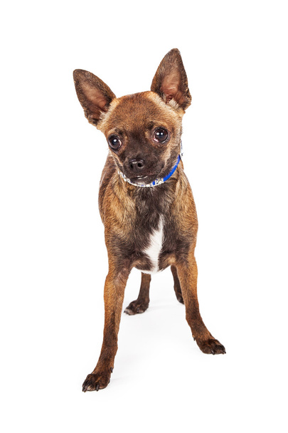 Adorable perro Chihuahua marrón
 - Foto, Imagen