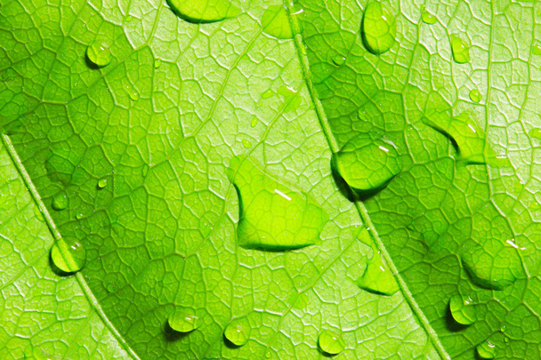 Su damlalı yeşil yaprak - Fotoğraf, Görsel