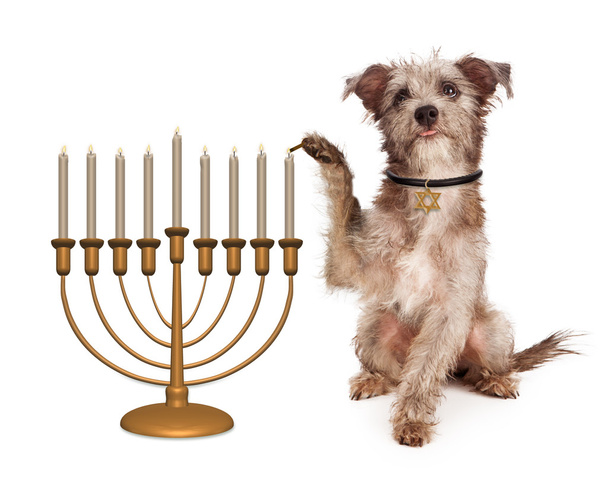 Dog Lighting Hanukkah Menorah - Photo, Image