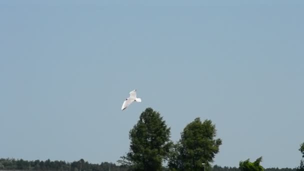 Seagull vliegt over water in de zomer op de achtergrond van de blauwe hemel - Video