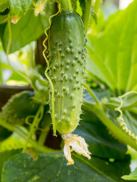 Un petit concombre vert mûrissant à la lumière chaude du soleil
 - Photo, image