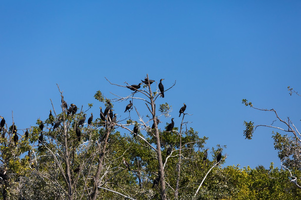 Cormorants on trees - Photo, Image