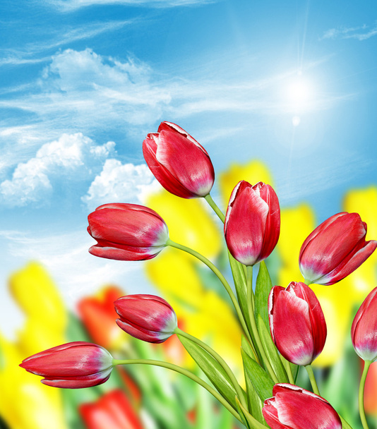 flores tulipanes contra el cielo azul con nubes
 - Foto, Imagen
