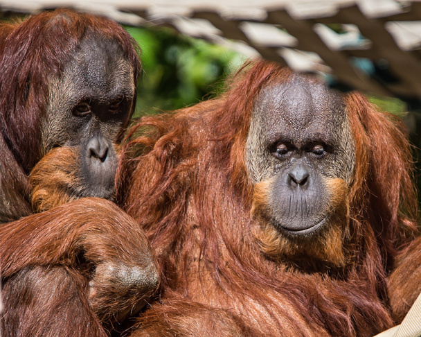 Orangután amigos pasando el rato
 - Foto, imagen