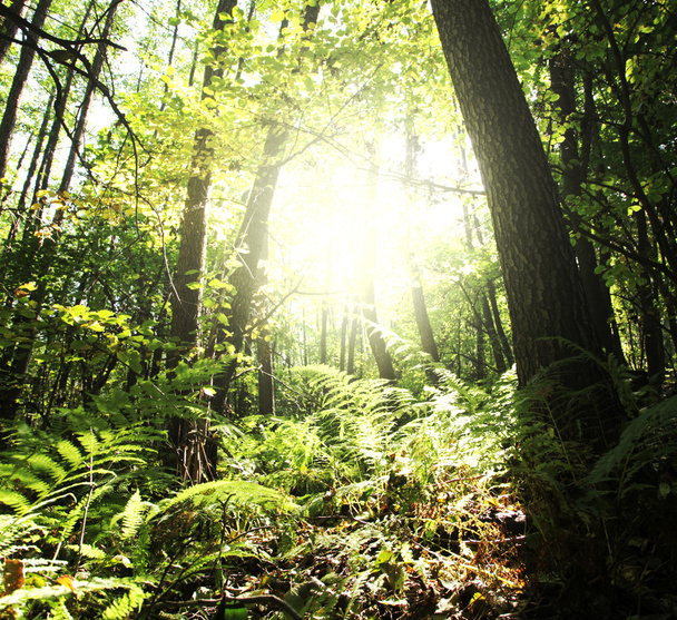 Солнечно-зеленый лес
 - Фото, изображение