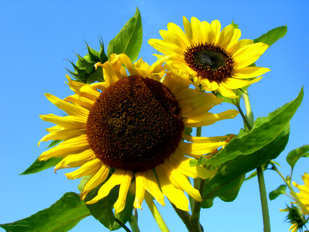 Sunflowers and blue sky - Photo, Image