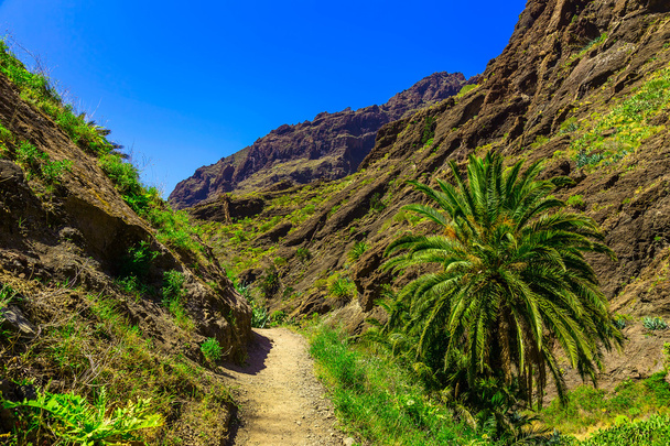 Patika Tenerife adasında, yatay - Fotoğraf, Görsel