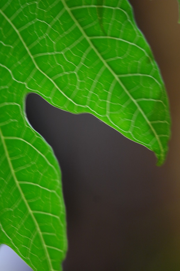 Mikroaufnahme von Blättern aus nächster Nähe - Foto, Bild