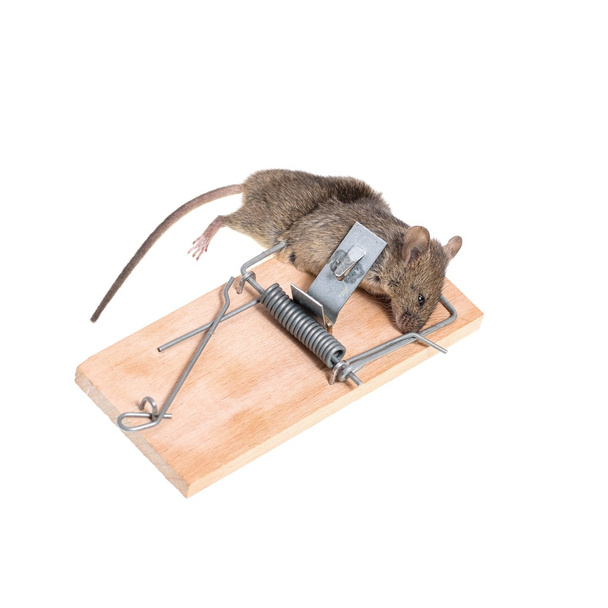 ratón en una ratonera - Foto, imagen