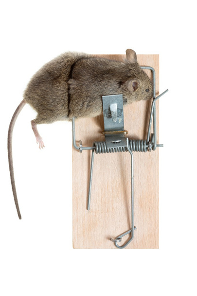 ratón en una ratonera - Foto, Imagen