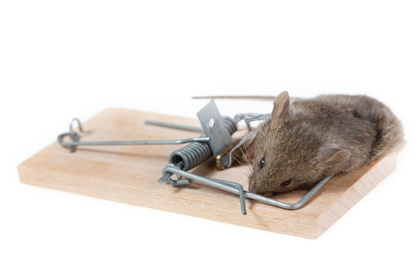 rato em uma ratoeira - Foto, Imagem