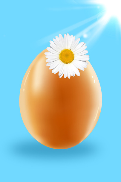 Egg and camomile - Photo, Image