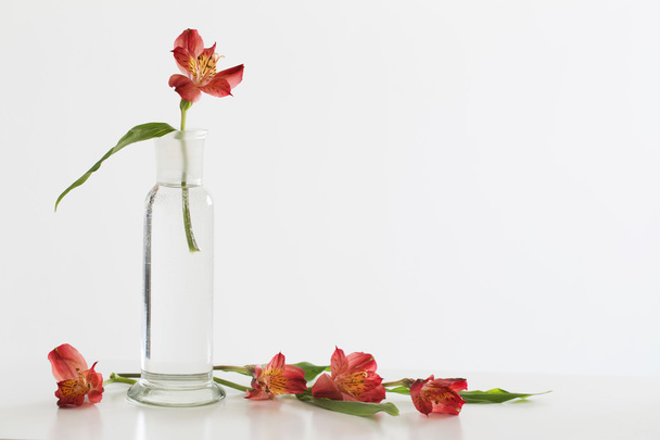 Alstroemeria flowers in vase on table - Fotografie, Obrázek