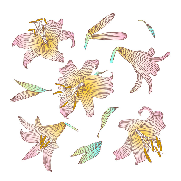 Royal lily bloemen collectie - Vector, afbeelding