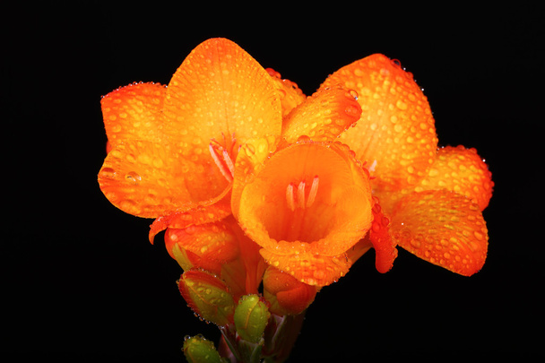 yellow color freesia on a black background - Foto, Imagen