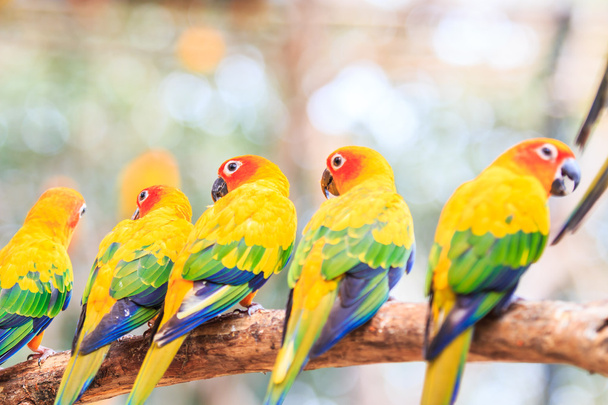 kleurrijke papegaaiachtigen papegaaien - Foto, afbeelding