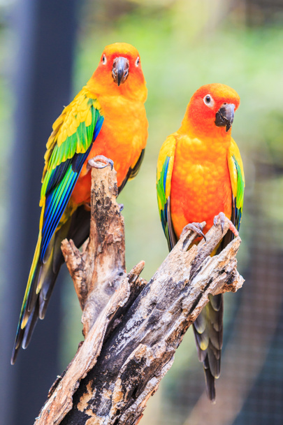 színes Conure papagájok - Fotó, kép
