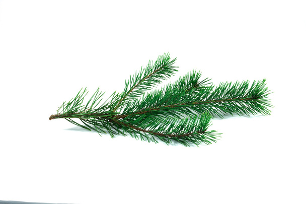 Green pine branch. - Photo, Image