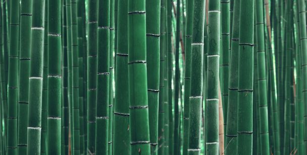 Vista del bosque de bambú
 - Foto, imagen