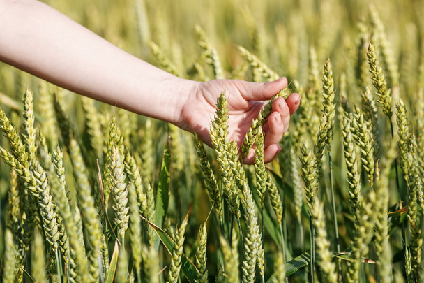 Vrouw hand neemt de oren van graan - Foto, afbeelding
