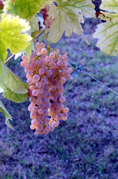 Rode druivensoort hangt op de grapevine - Foto, afbeelding