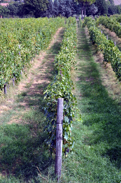 Rode druivensoort hangt op de grapevine - Foto, afbeelding