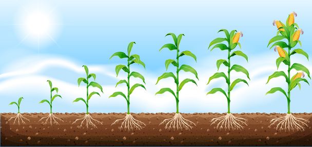 Corn growing from underground - Vector, Image